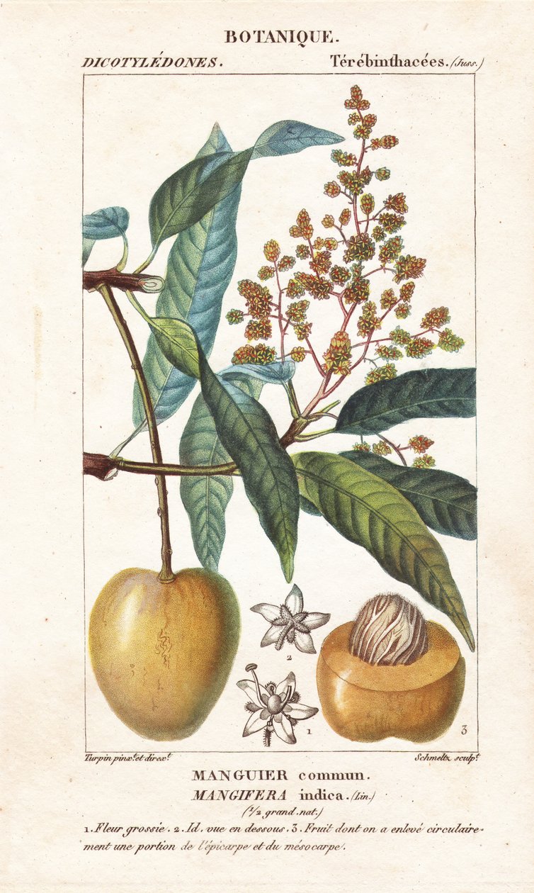 Mango meyvesi ve bölümü, Mangifera indica by Stanghi Stanghi