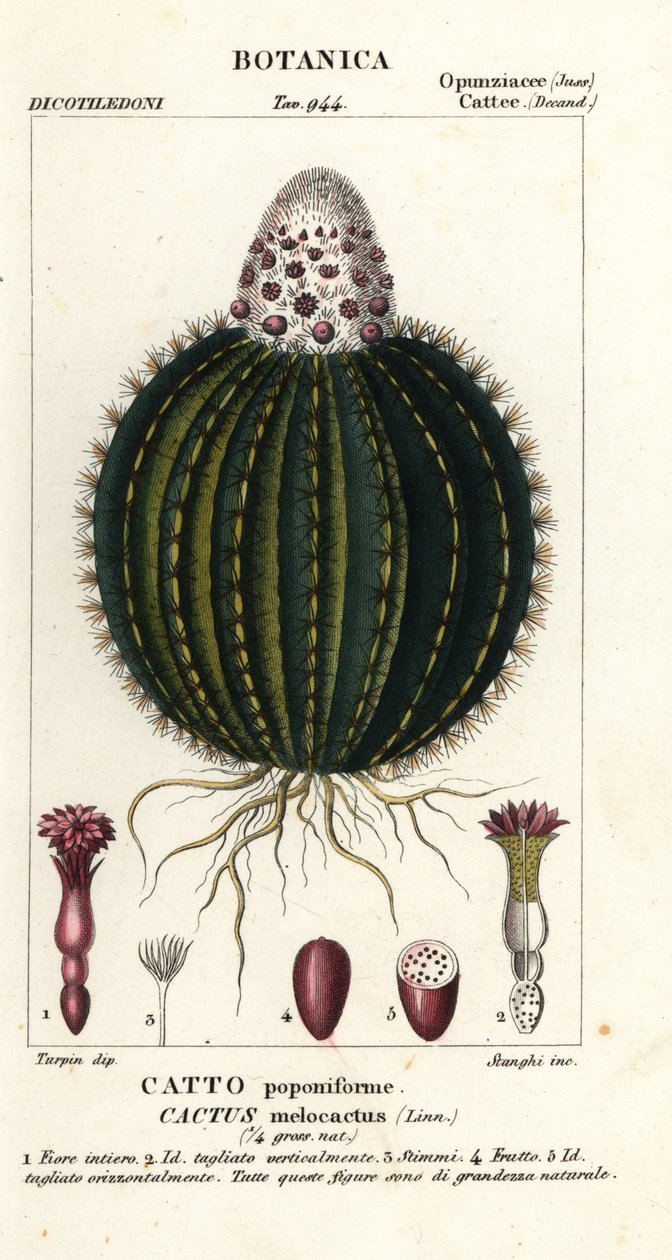Kavun kaktüsü, Melocactus caroli-linnaei by Stanghi Stanghi