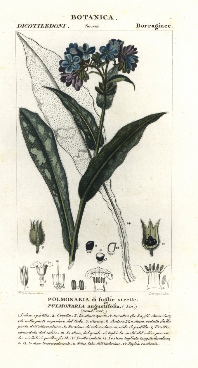 Dar yapraklı akciğer otu, Pulmonaria angustifolia by Stanghi Stanghi