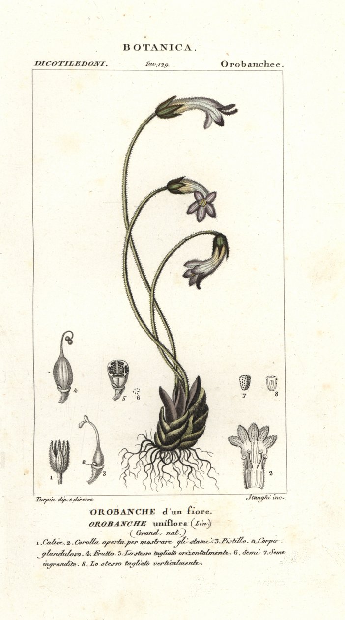 Tek çiçekli süpürge otu, Orobanche uniflora by Stanghi Stanghi
