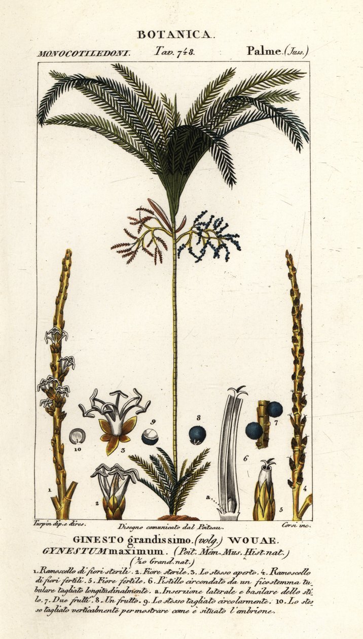 Palmiye ağacı, Geonoma maxima by Stanghi Stanghi