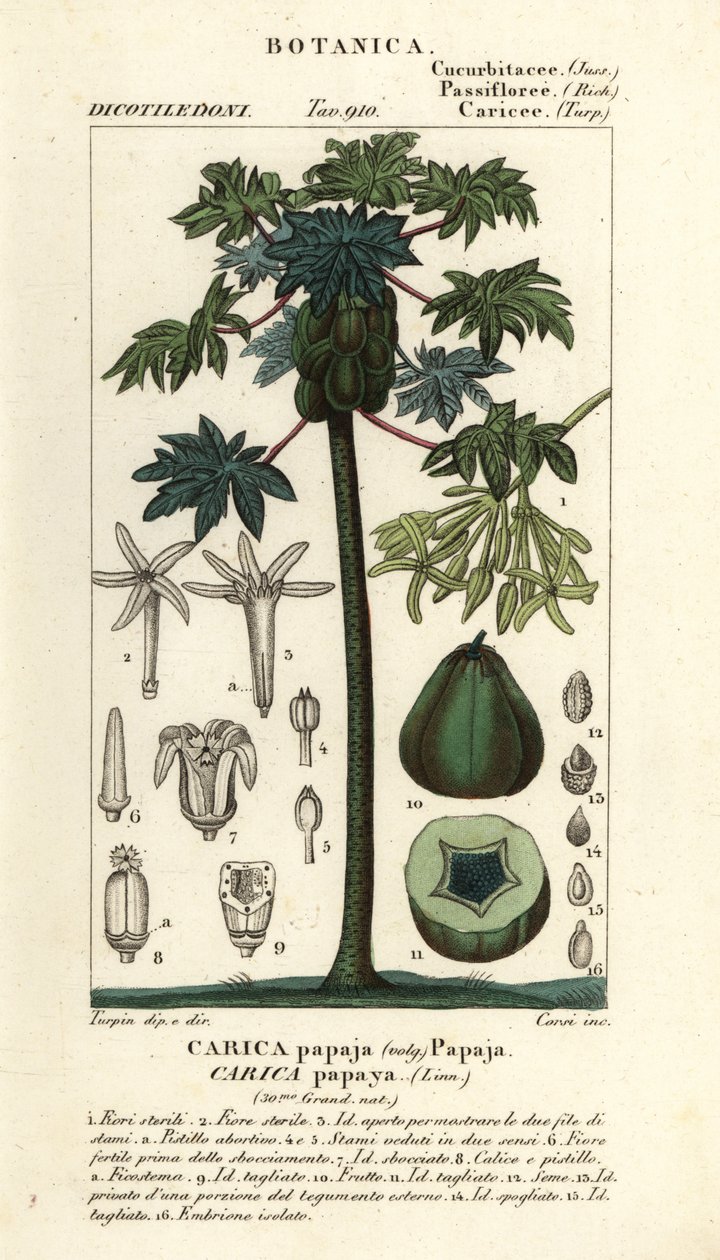 Papaya, papaw veya pawpaw ağacı ve meyvesi, Carica papaya by Stanghi Stanghi