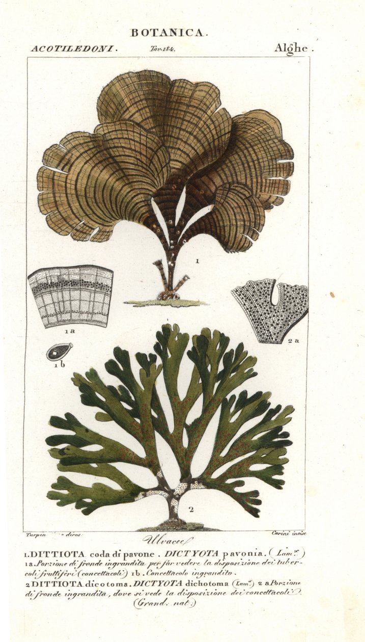 Tavus kuşunun kuyruğu, Padina pavonica 1 ve Dictyota dichotoma 2 by Stanghi Stanghi