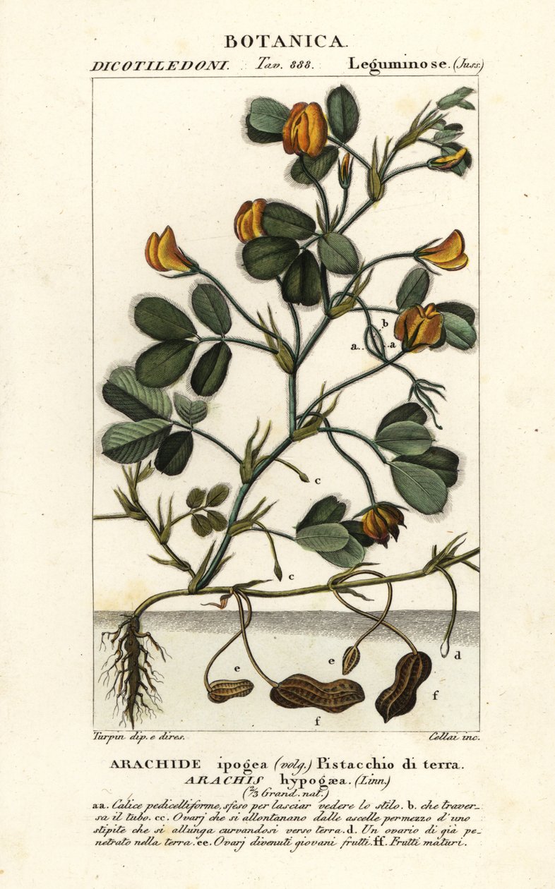 Fıstık veya yer fıstığı, Arachis hypogaea by Stanghi Stanghi
