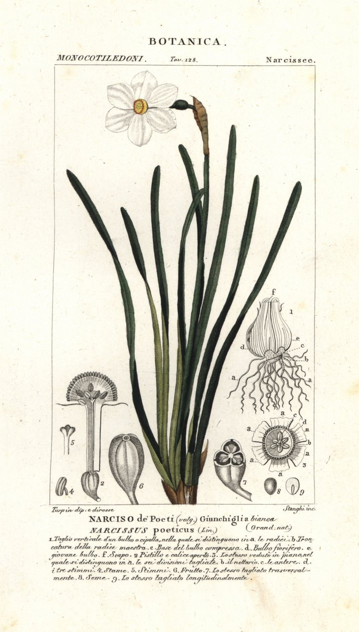 Şairin nergisi, Narcissus poeticus by Stanghi Stanghi