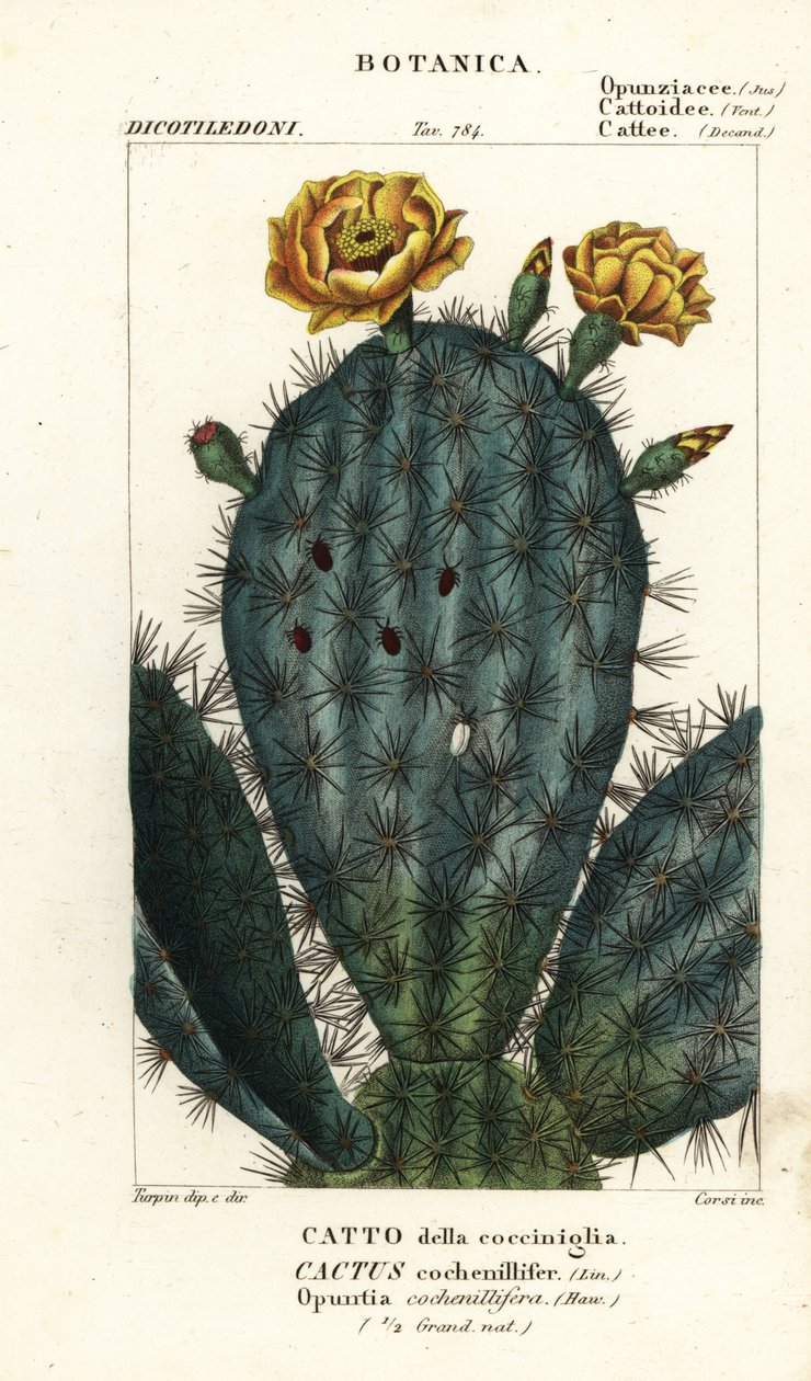Dikenli armut, Nopalea cochenillifera by Stanghi Stanghi