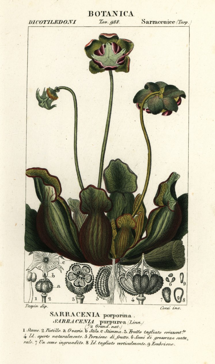 Mor sürahi bitkisi, Sarracenia purpurea by Stanghi Stanghi