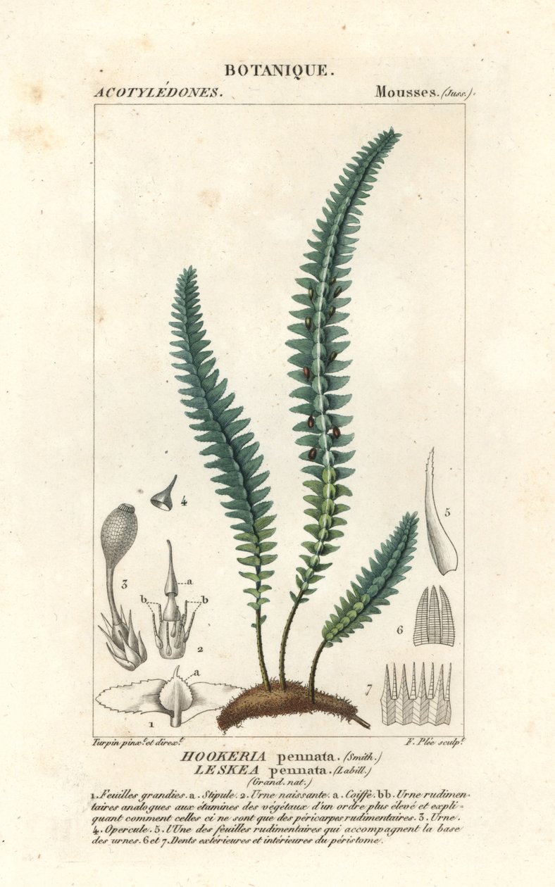 Tüy yosunu veya sahte eğrelti otu yosunu, Cyathophorum bulbosum by Stanghi Stanghi