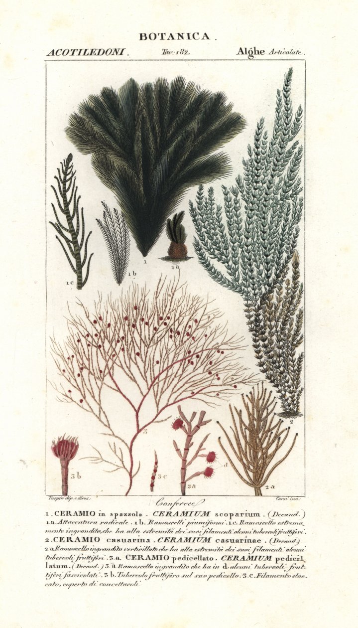 Kırmızı yosun deniz yosunu türleri by Stanghi Stanghi