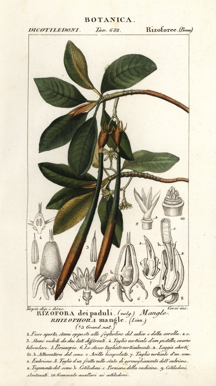 Kırmızı mangrov, Rhozophora mangle by Stanghi Stanghi