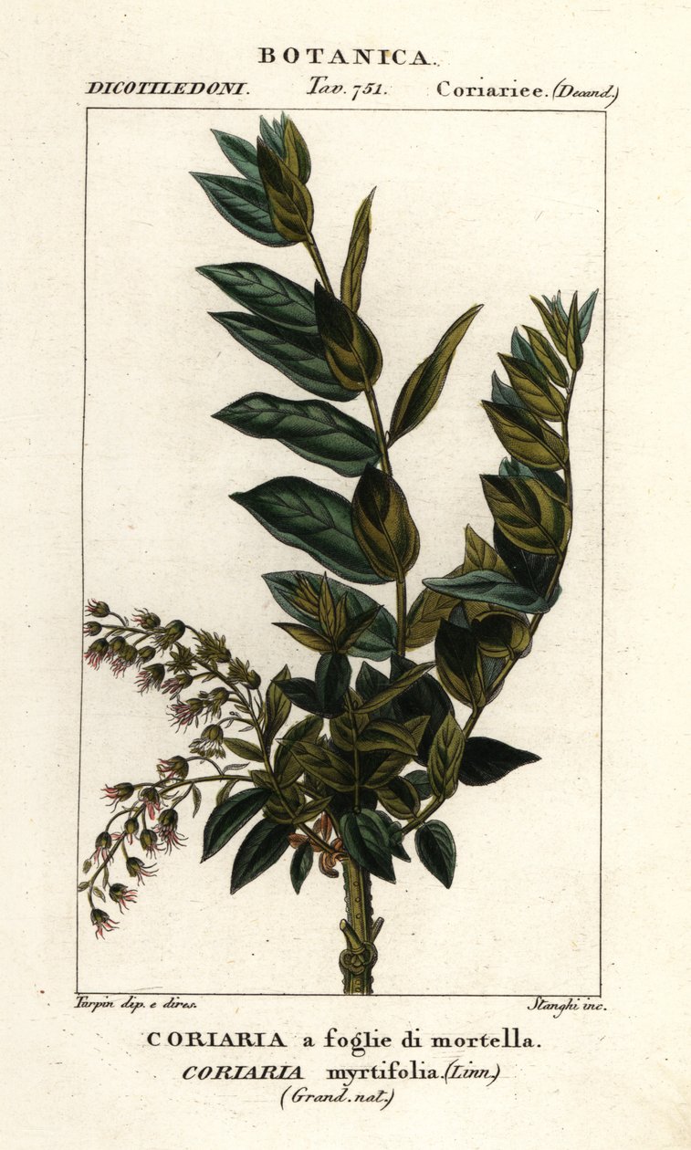 Redoul ağacı, Coriaria myrtifolia by Stanghi Stanghi