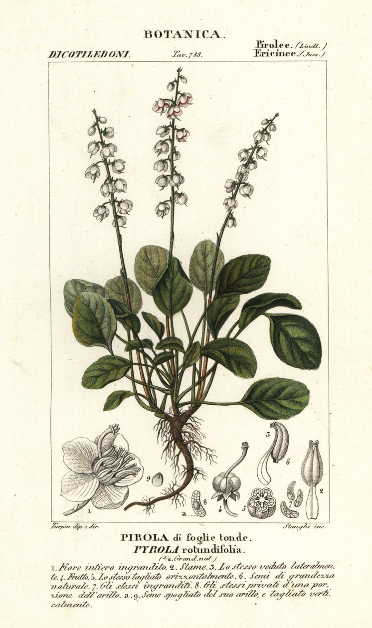 Yuvarlak yapraklı kış yeşili, Pyrola rotundifolia by Stanghi Stanghi