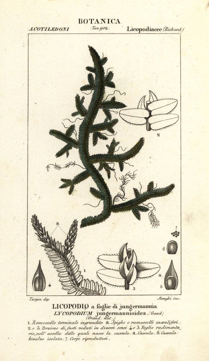 Selaginella genç mannioides eğreltiotu by Stanghi Stanghi