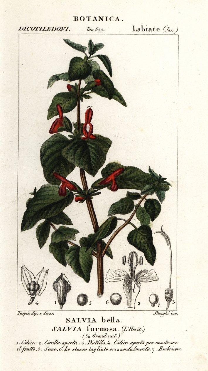 Parlayan yapraklı adaçayı, Salvia formosa by Stanghi Stanghi