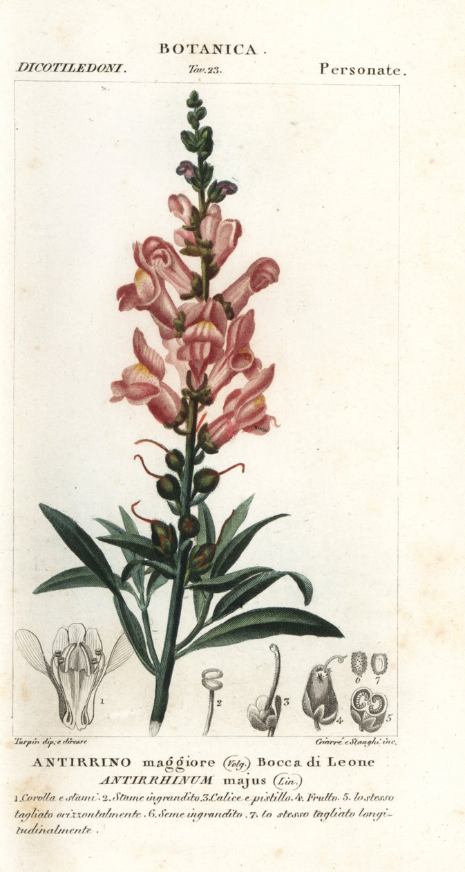 Aslanağzı, Antirrhinum by Stanghi Stanghi