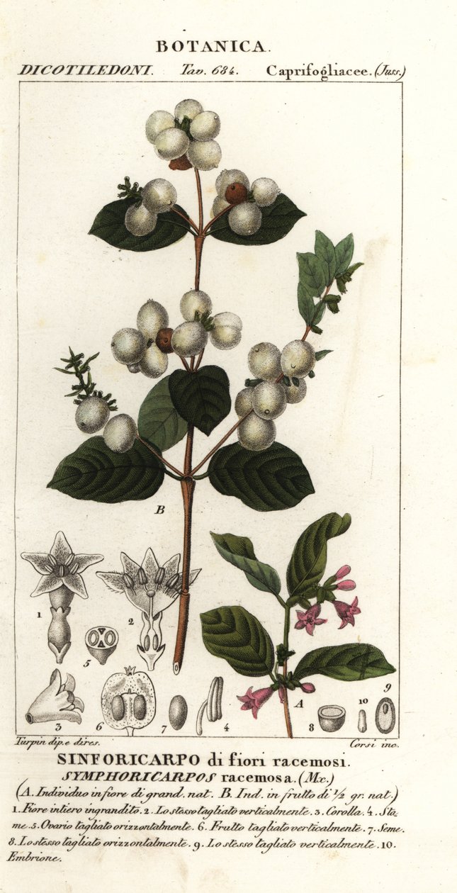 Snowberry, Symphoria racemosa by Stanghi Stanghi