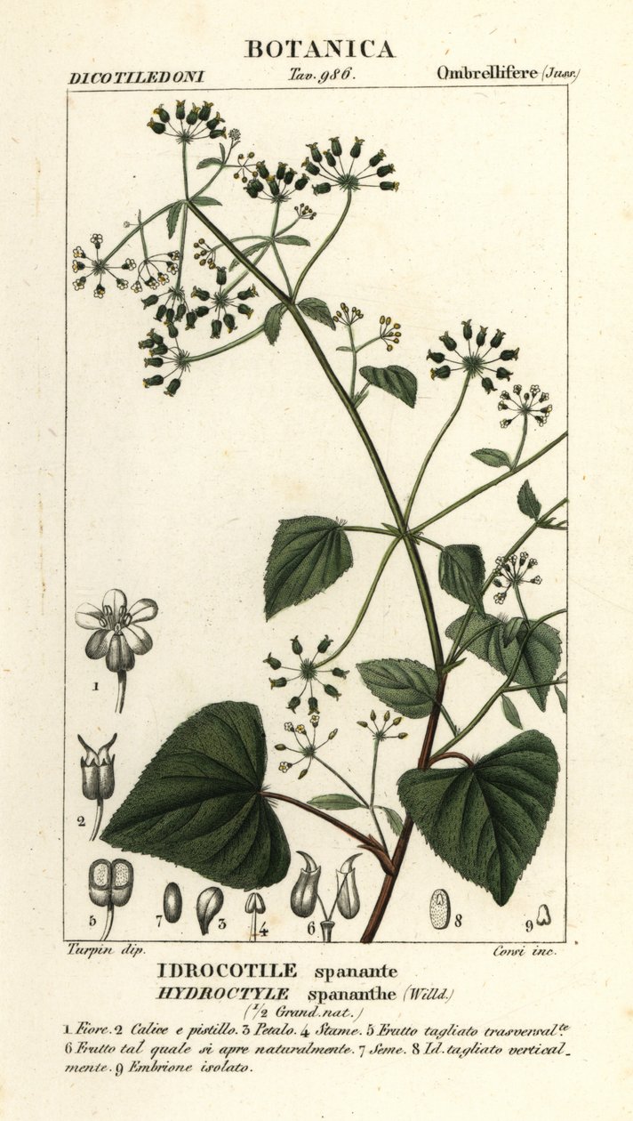 Spananthe paniculata Hydrocotyle spananthe, Idrocotile spanante by Stanghi Stanghi