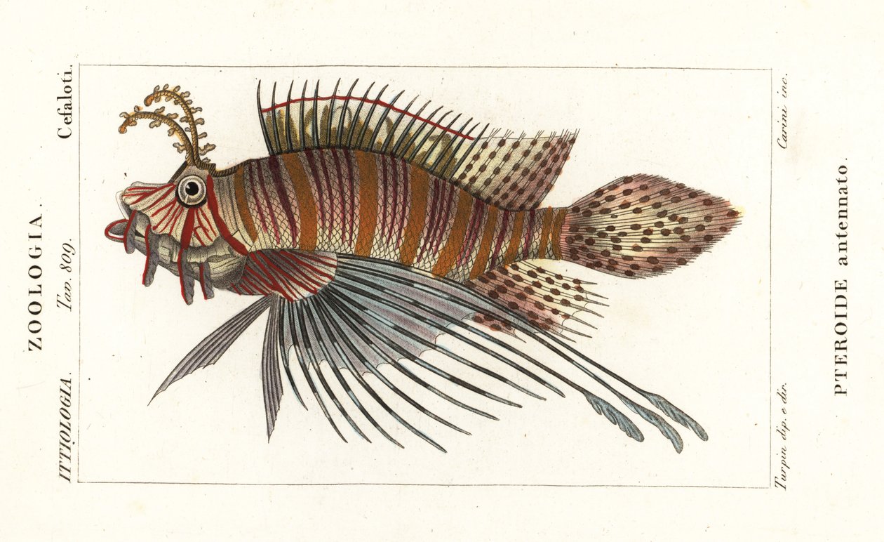 Spotfin aslan balığı, Pterois antenta by Stanghi Stanghi