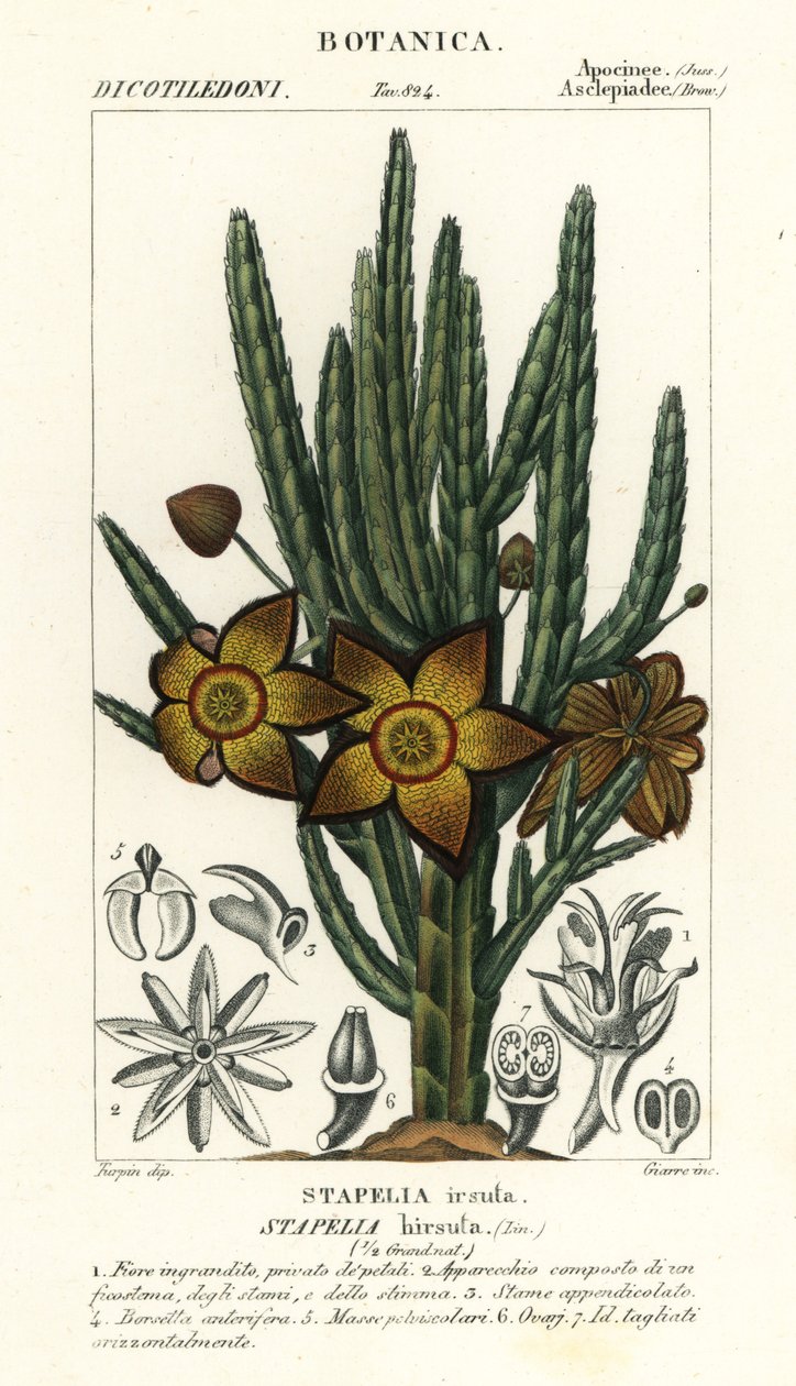 Deniz yıldızı çiçeği veya leş bitkisi, Stapelia hirsuta by Stanghi Stanghi