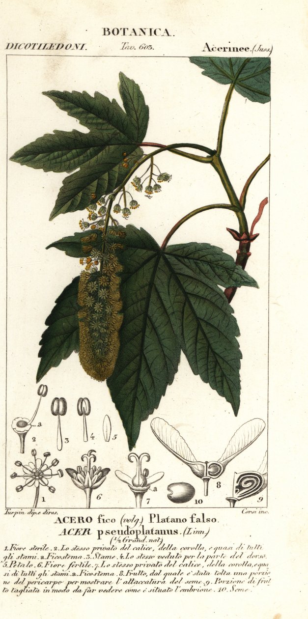 Çınar akçaağaç veya akçaağaç, Acer pseudoplatanus by Stanghi Stanghi