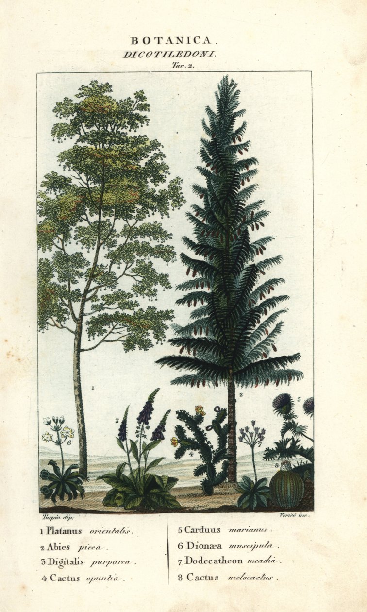 Çınar, gümüş köknar, yüksük otu, dikenli armut vb. by Stanghi Stanghi