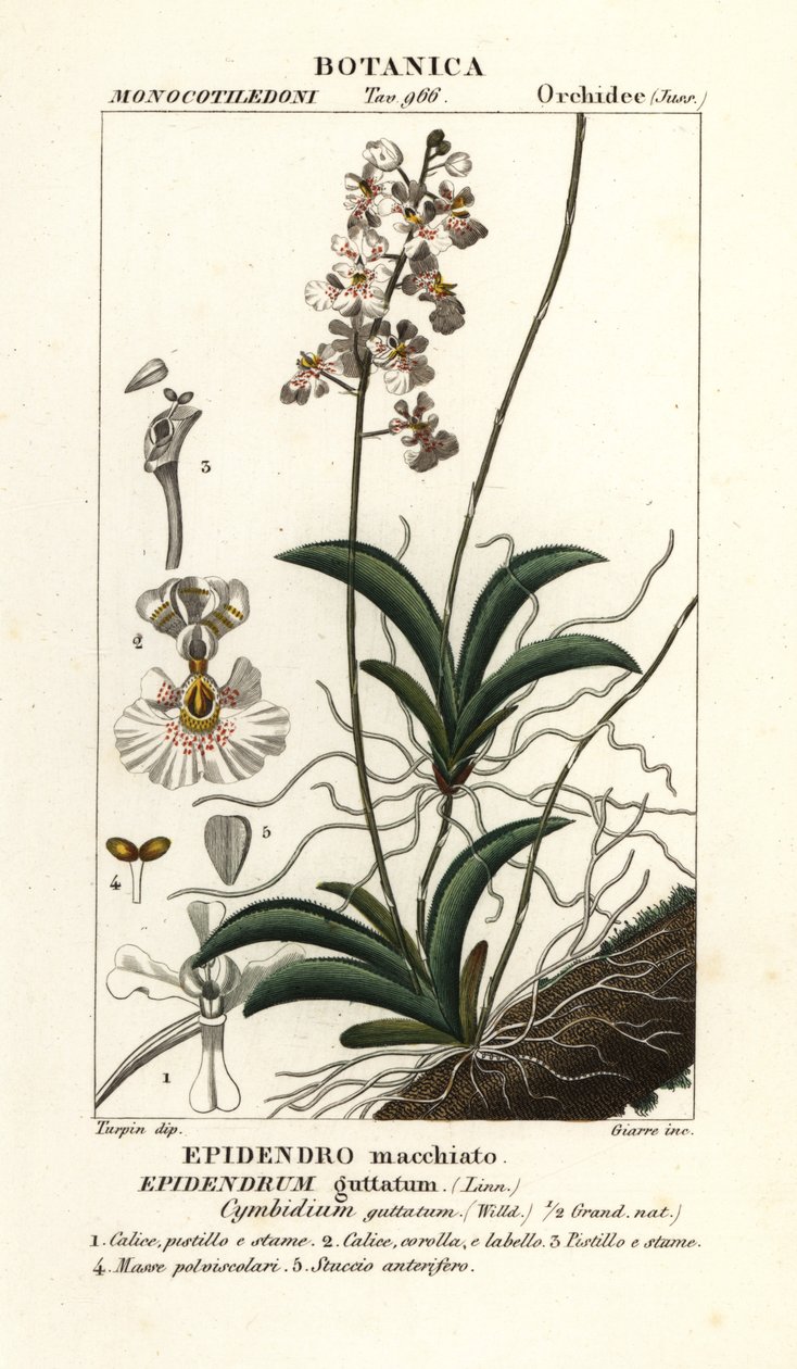 Tolumnia guttata orkide by Stanghi Stanghi