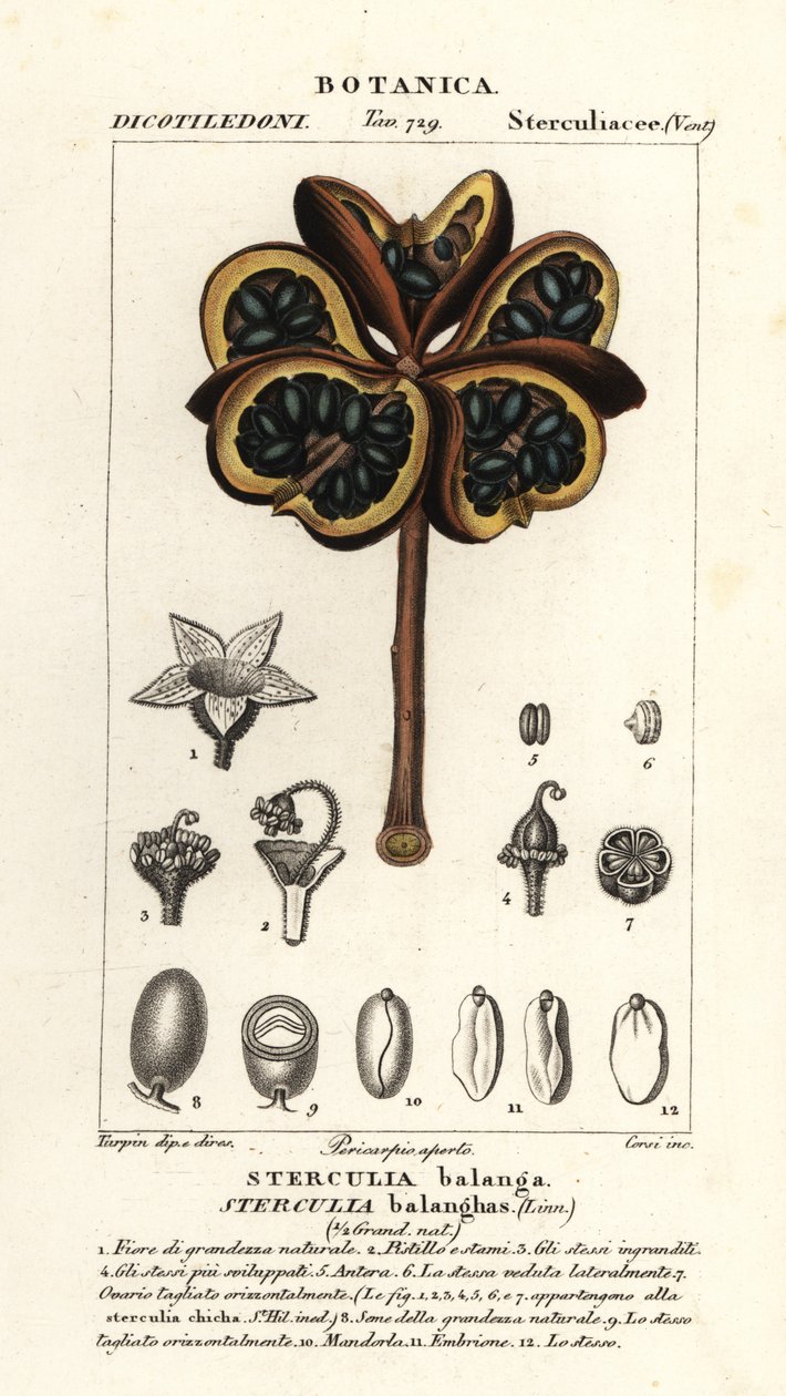 Tropikal kestane veya fasulye ağacı, Sterculia garland by Stanghi Stanghi