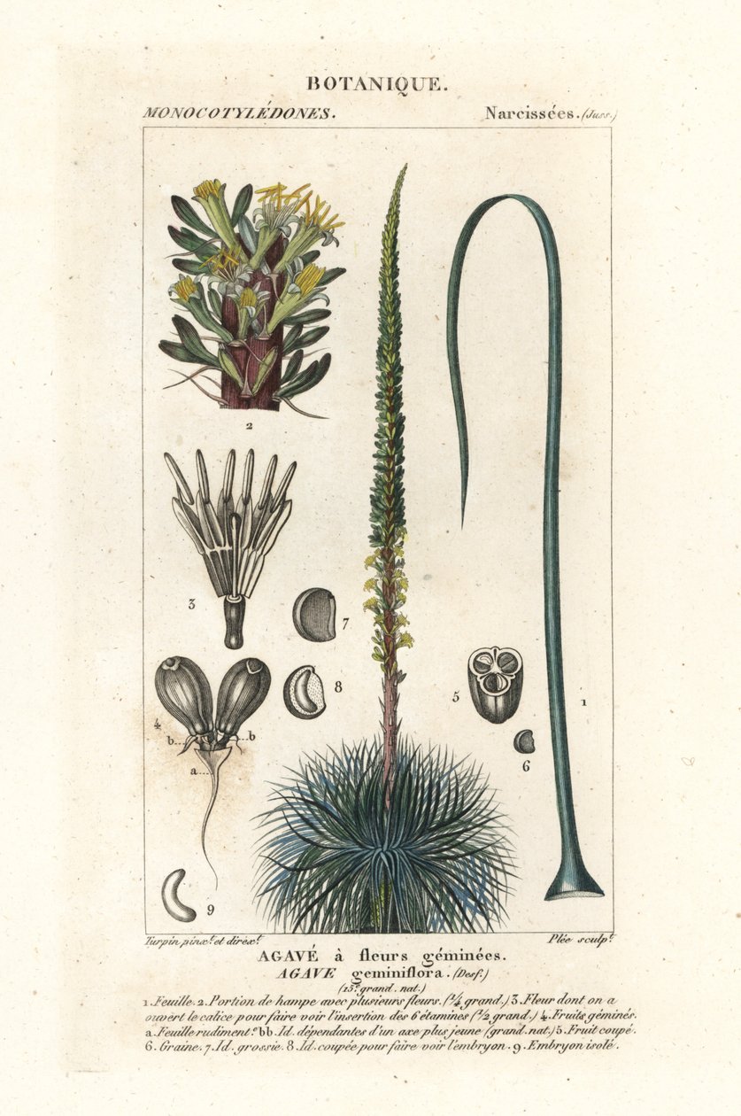 İkiz çiçekli agav, Agave geminiflora by Stanghi Stanghi