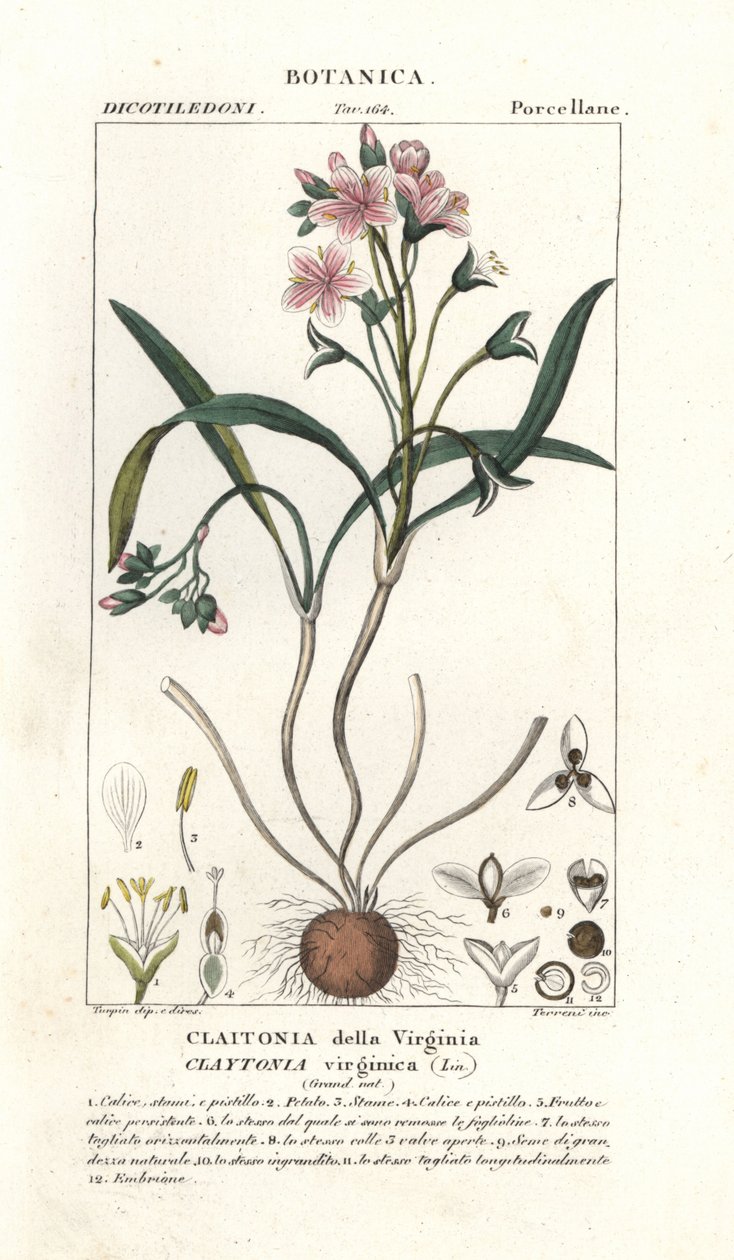 Virginia bahar güzeli, Claytonia virginica by Stanghi Stanghi