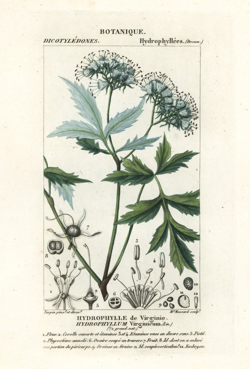 Virginia su yaprağı, Hydrophyllum virginianum by Stanghi Stanghi