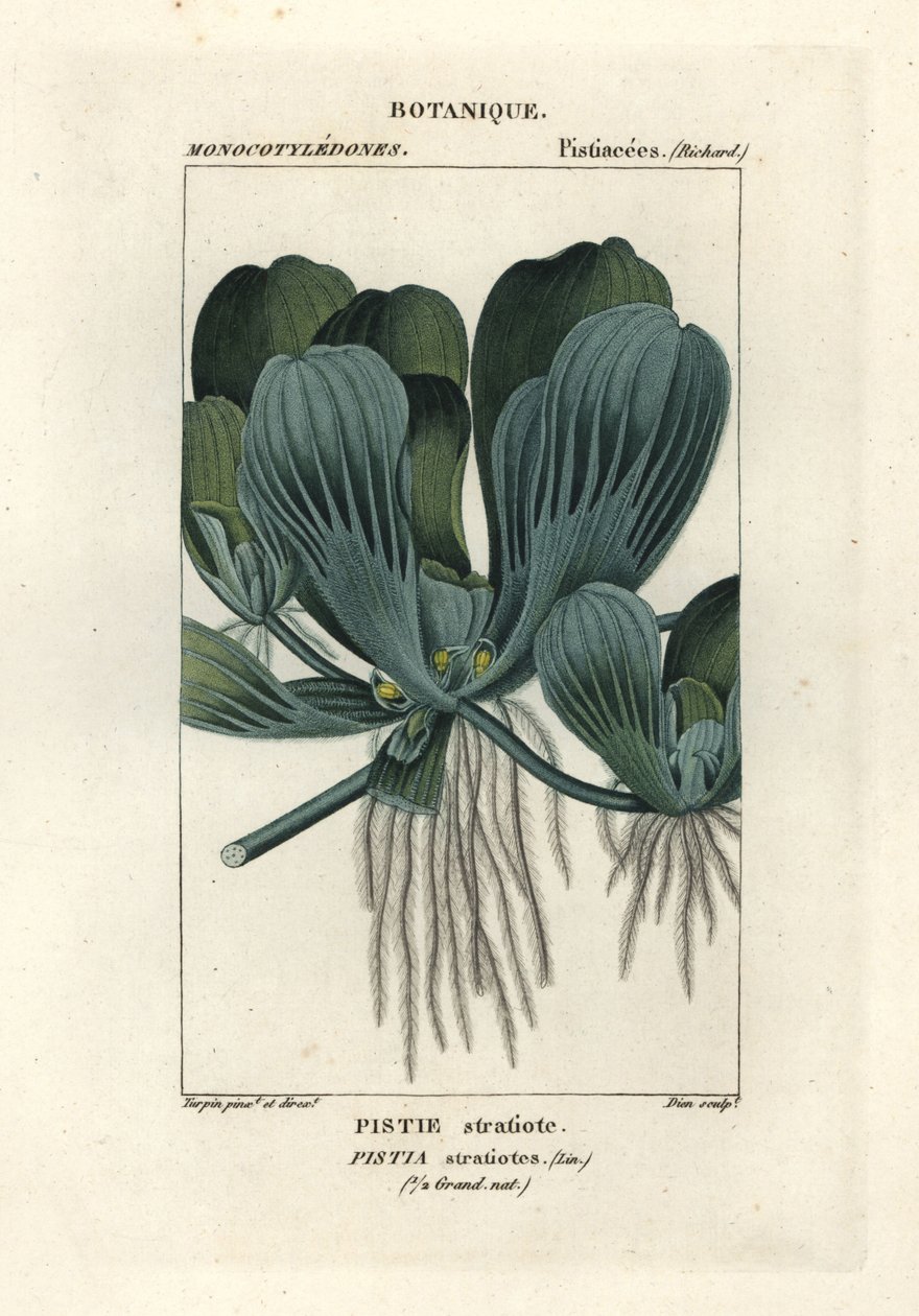 Su marulu veya Nil lahanası, Pistia stratiotes by Stanghi Stanghi
