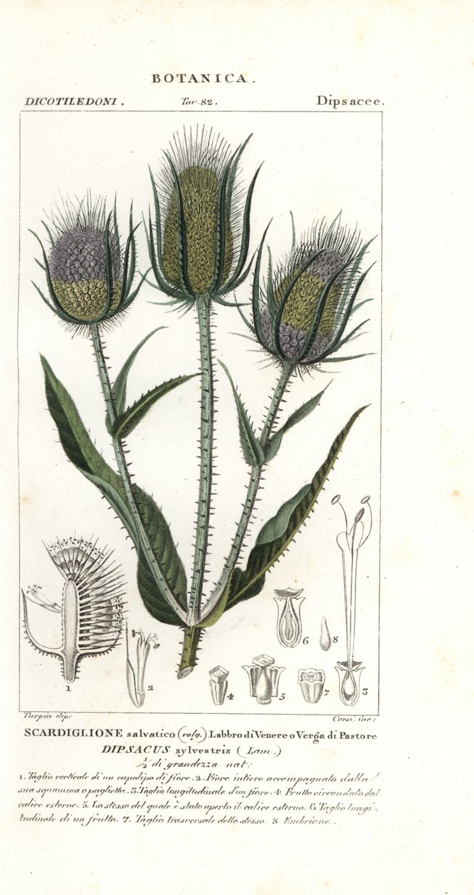 Yabani teasel veya dolgun teasel, Dipsacus fullonum by Stanghi Stanghi
