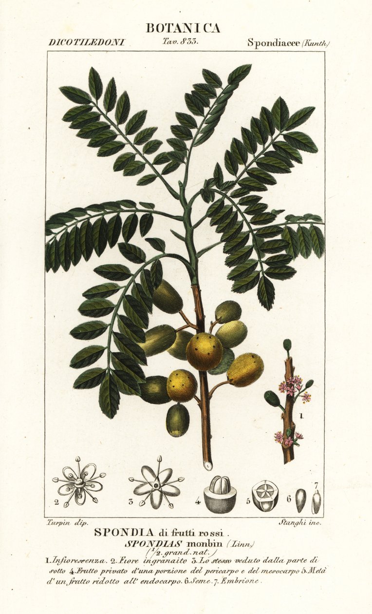 Sarı mombin veya domuz eriği, Spondias mombin by Stanghi Stanghi