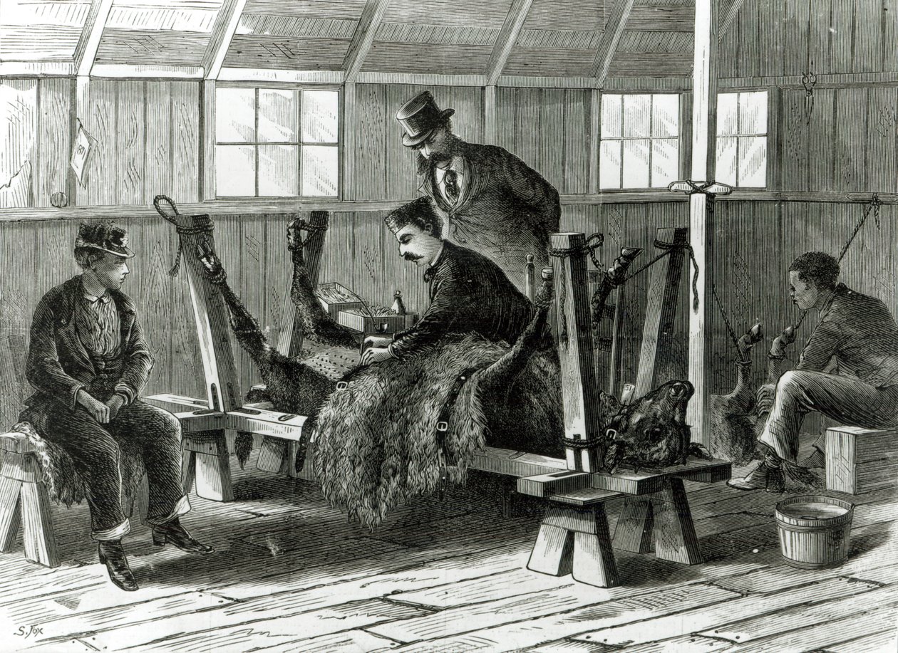 Buzağıdan virüs almak, 1872