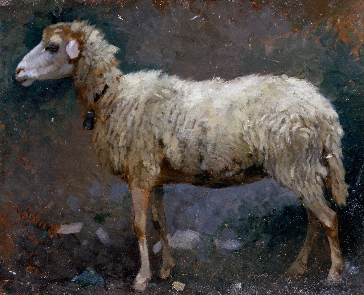 Profilde koyun, Stefano Bruzzi