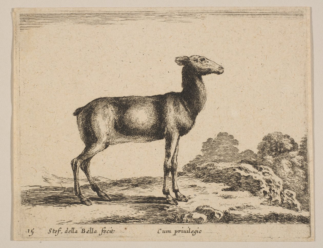 Levha 15: Doe, 