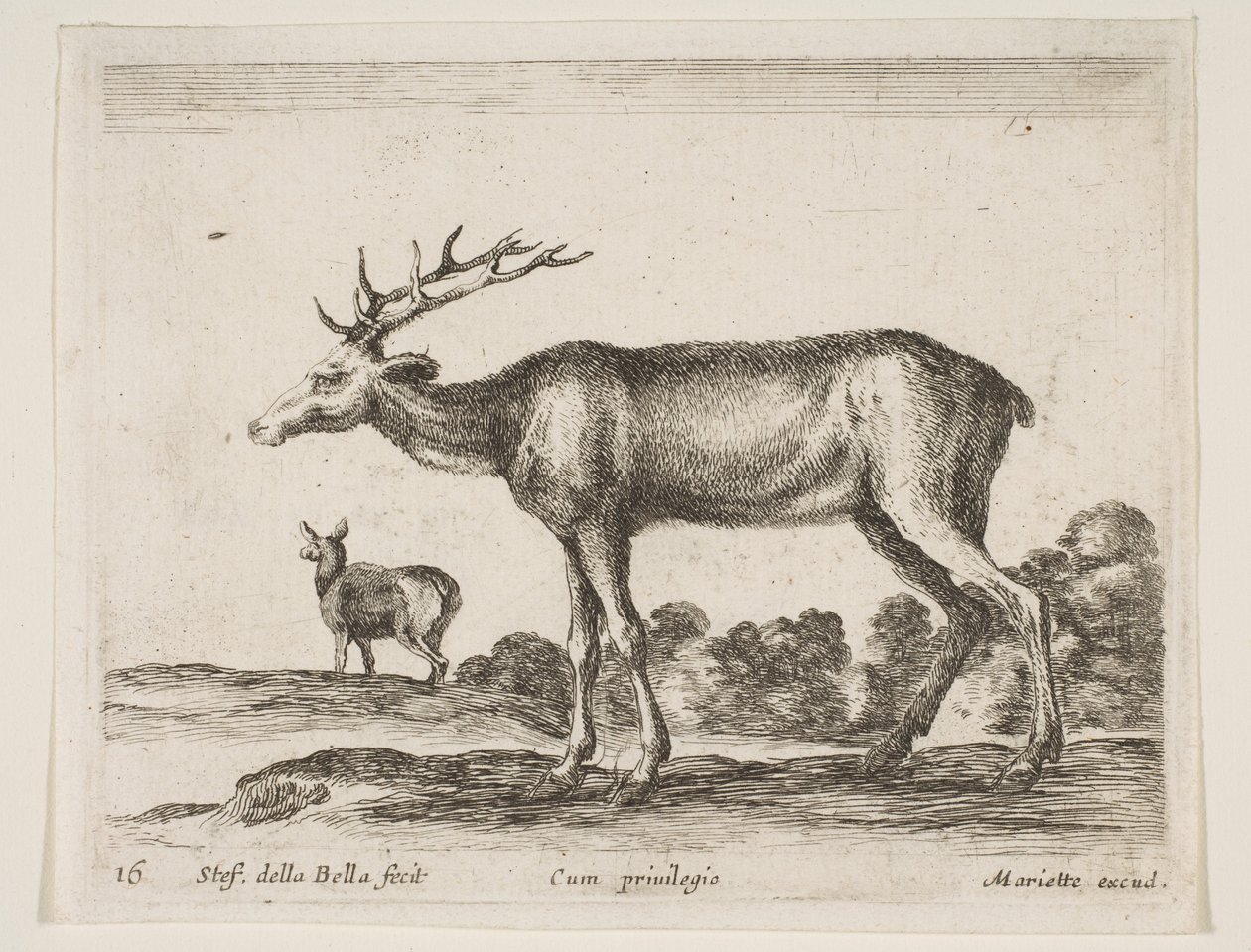 Levha 16: geyik, çeşitli hayvanlardan Diversi animali, yakl. 1641. by Stefano della Bella