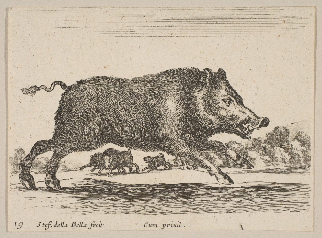 Levha 19: Yaban domuzu, çeşitli hayvanlardan Diversi animali, yakl. 1641. by Stefano della Bella
