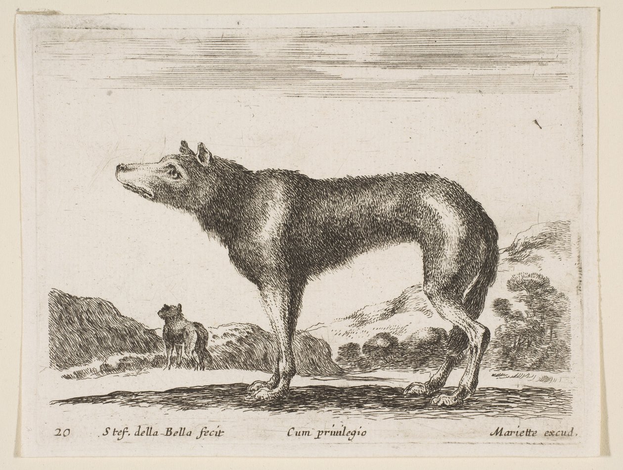 Levha 20: Kurt, çeşitli hayvanlardan Diversi animali, ca. 1641. by Stefano della Bella