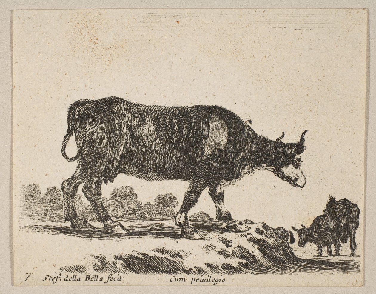 Levha 7: inek, çeşitli hayvanlardan Diversi animali, yakl. 1641. by Stefano della Bella