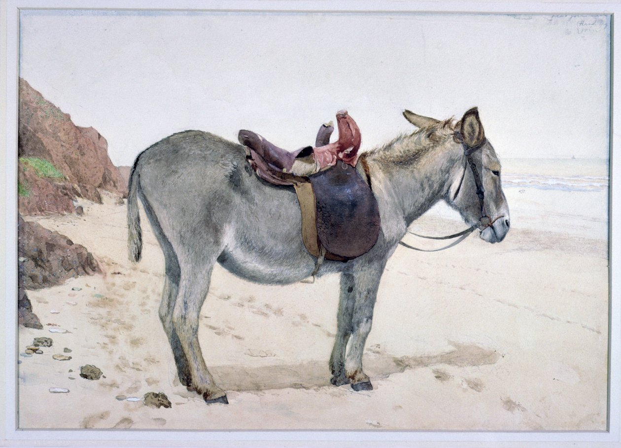 Hayvan Çalışmaları (S.Ex.2-1885) by Stephen Briggs Carlil