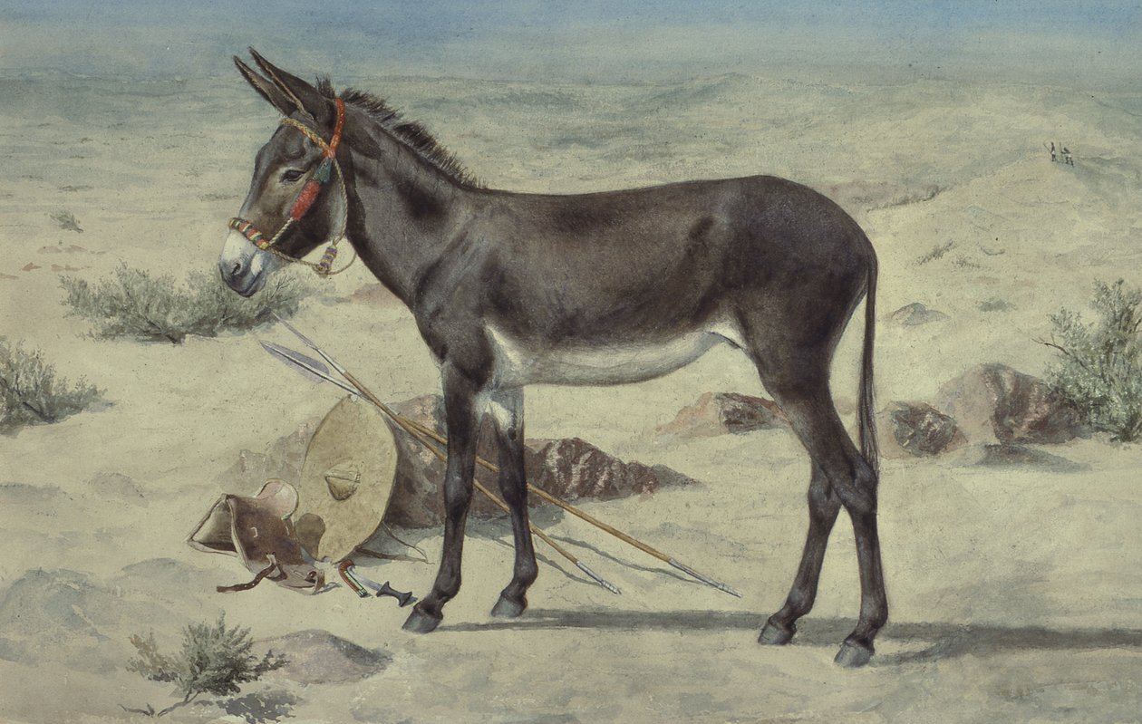 Hayvan Çalışmaları (S.Ex.3-1885) by Stephen Briggs Carlil