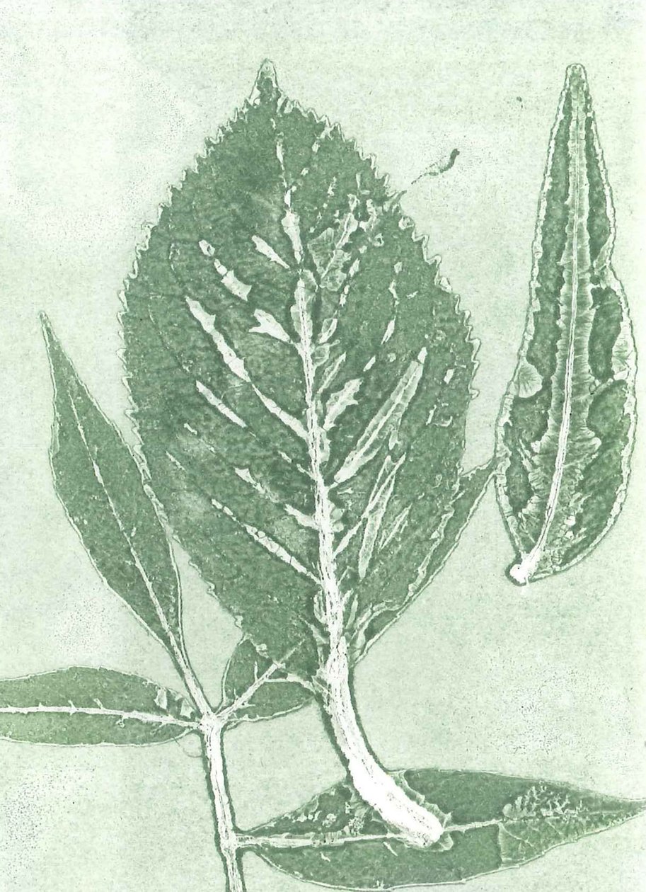 Gone IX, 2015 (kağıt üzerine monoprint) by Stephen Dow