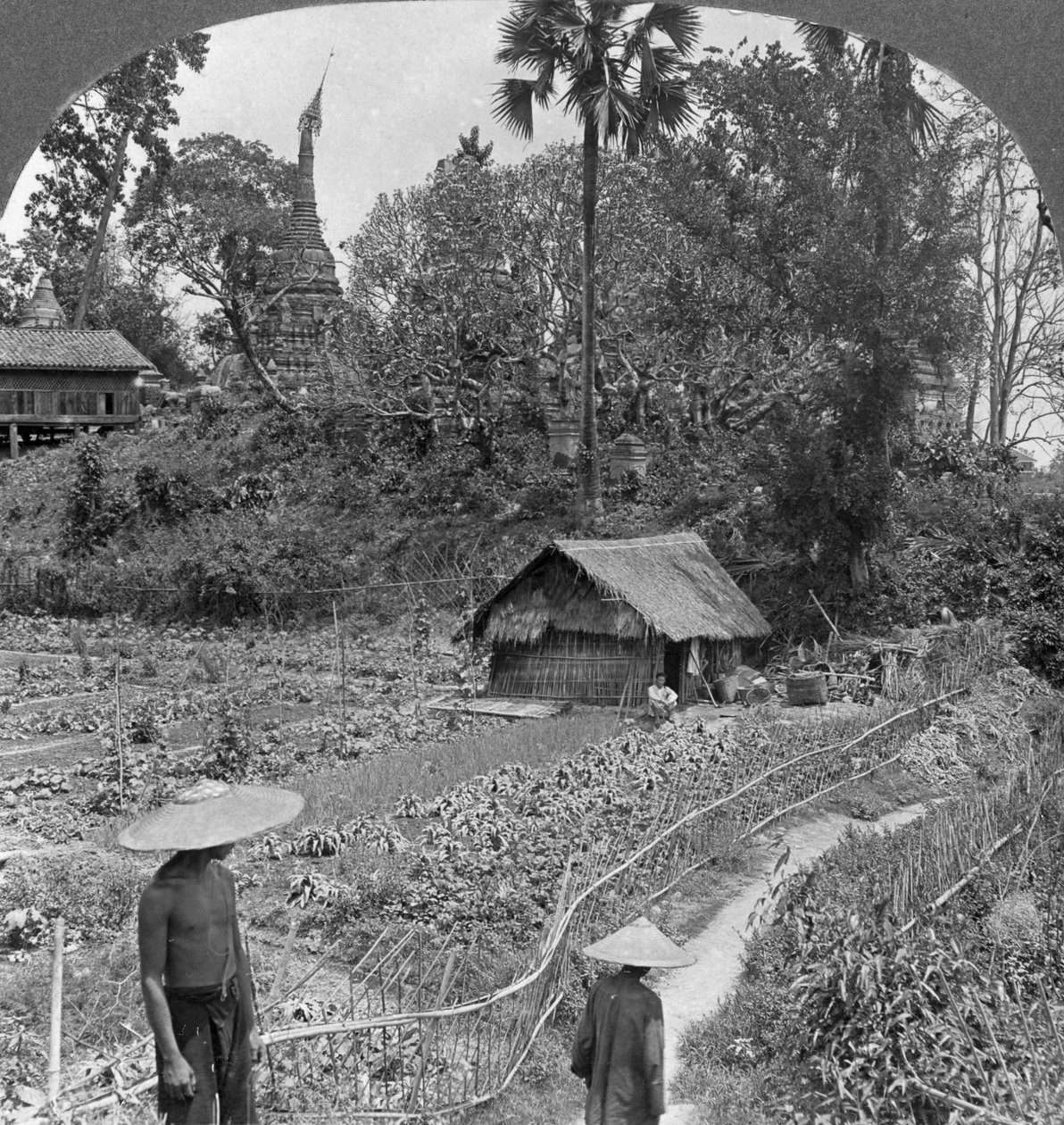 Pagodaların ortasında bir sebze bahçesi, Bhamo, Burma, 1908 by Stereo Travel Co