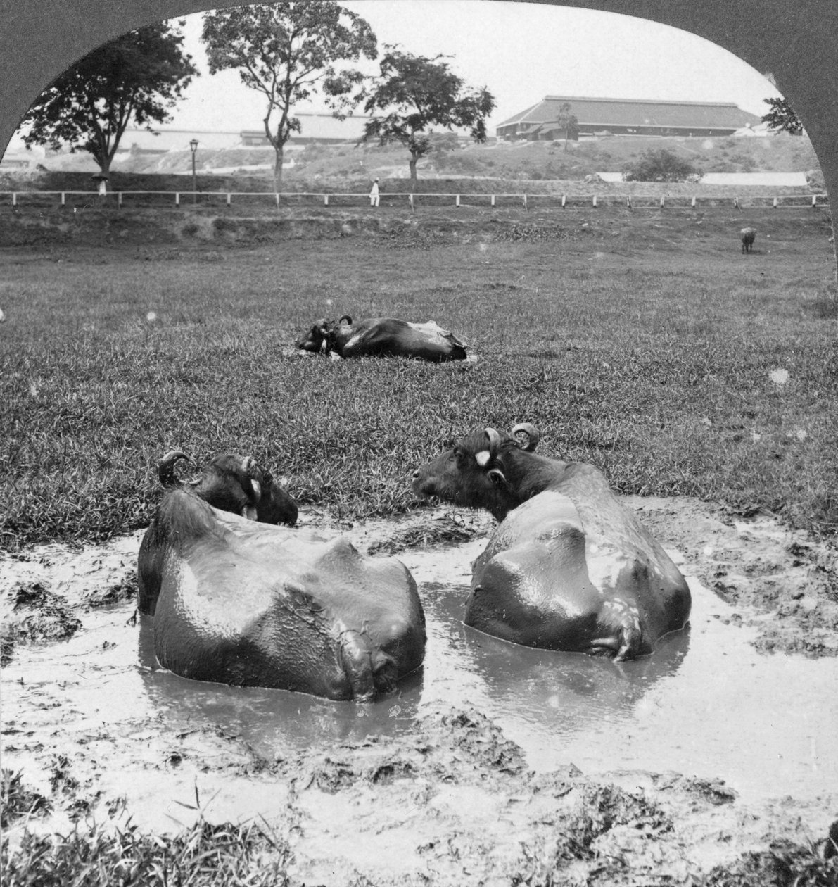 Bufalo çukuru, Burma, 1908 by Stereo Travel Co