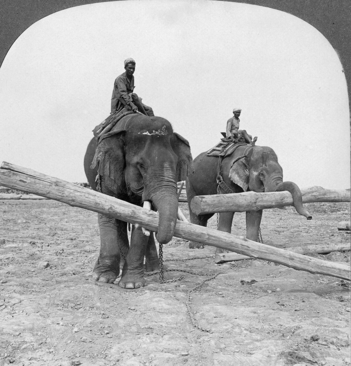Kereste bahçesinde çalışan filler, Rangoon, Burma, 1908 by Stereo Travel Co