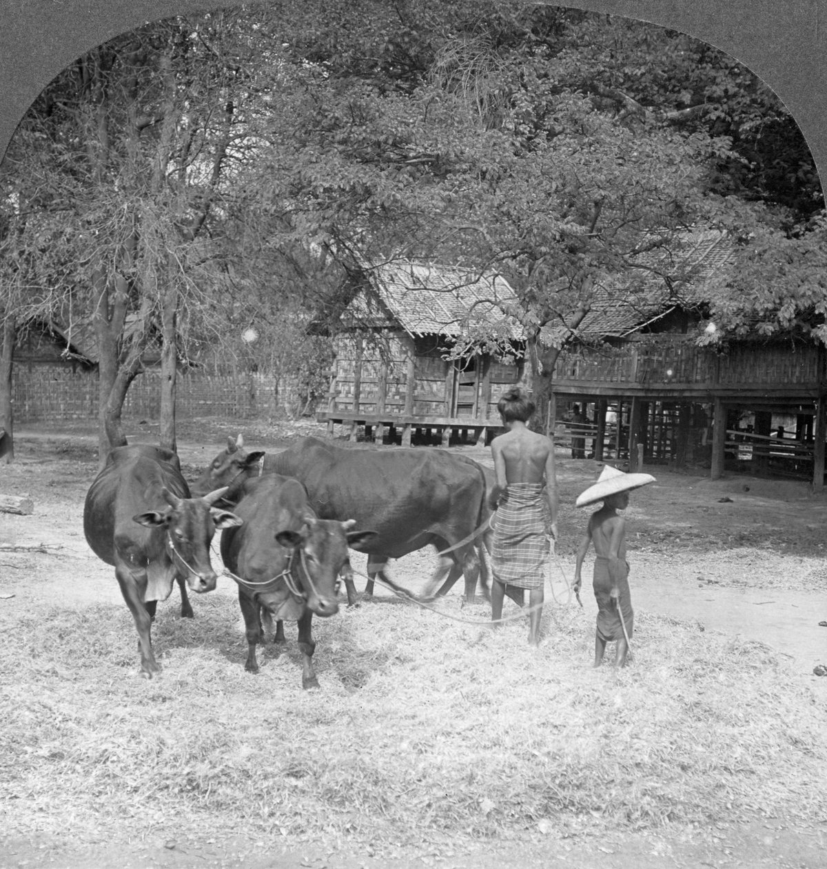 Harman pirinci, Amarapura, Burma, 1908 by Stereo Travel Co