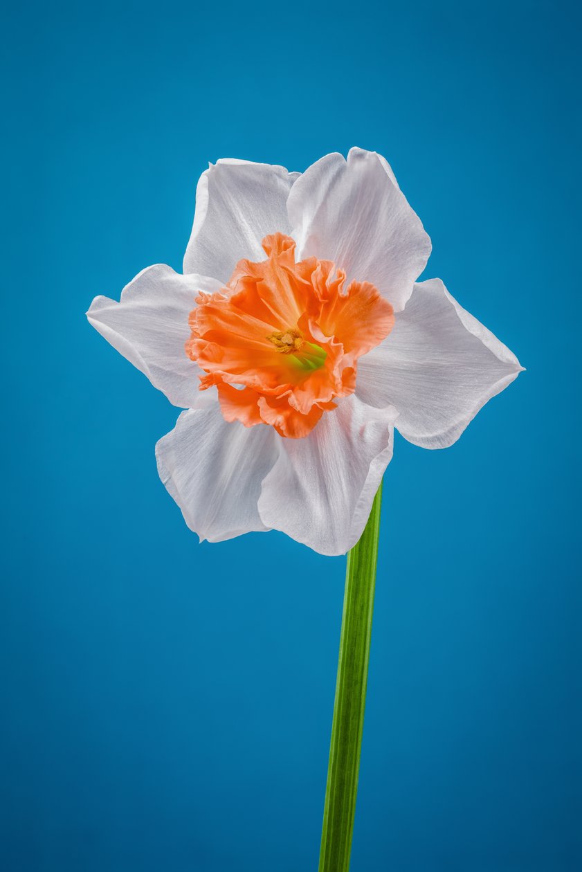  by Steve Gallagher