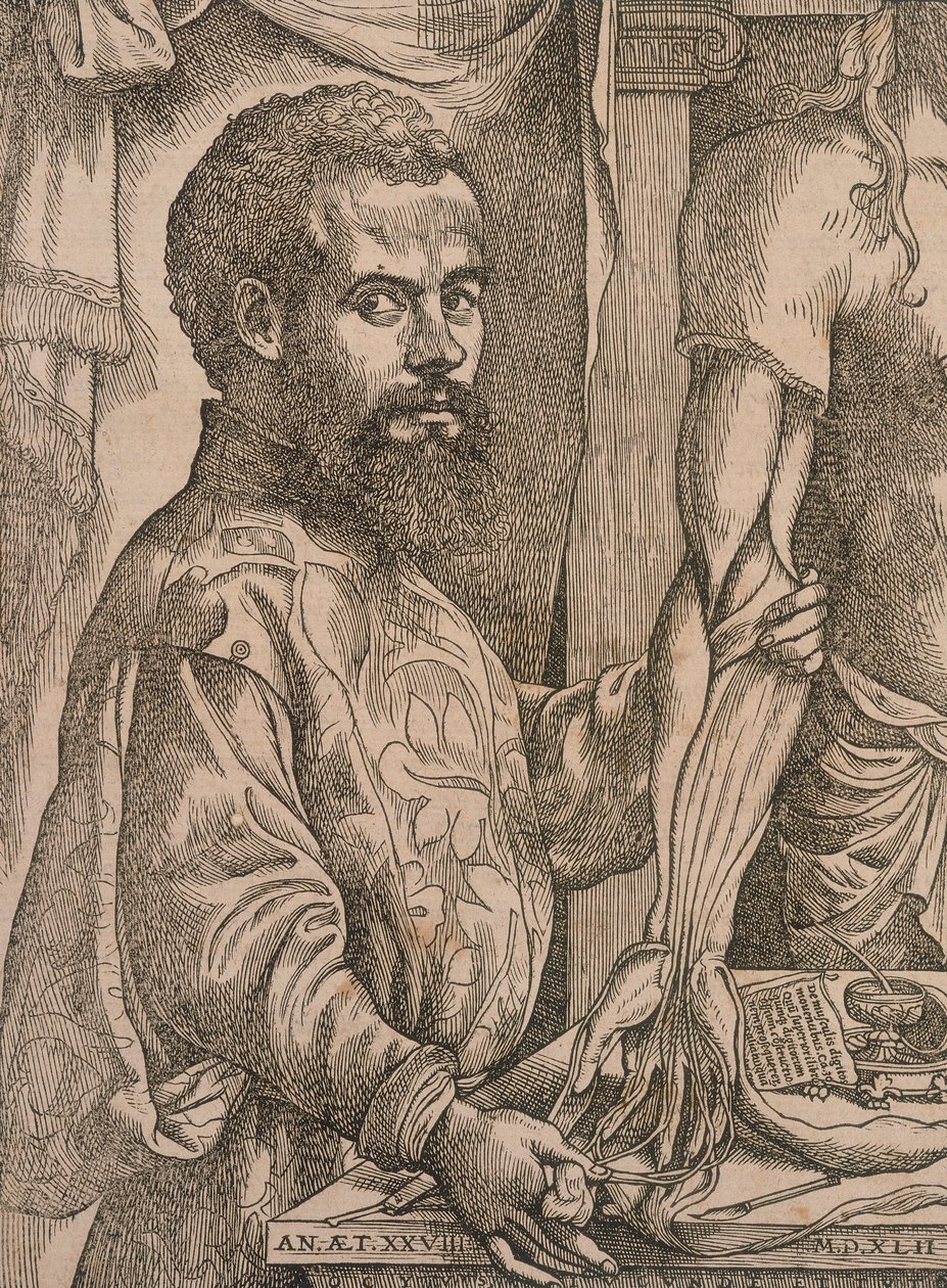 Andreas Vesalius, bir kadavranın ön kol kaslarını keserken, 1543. by Steven van Calcar