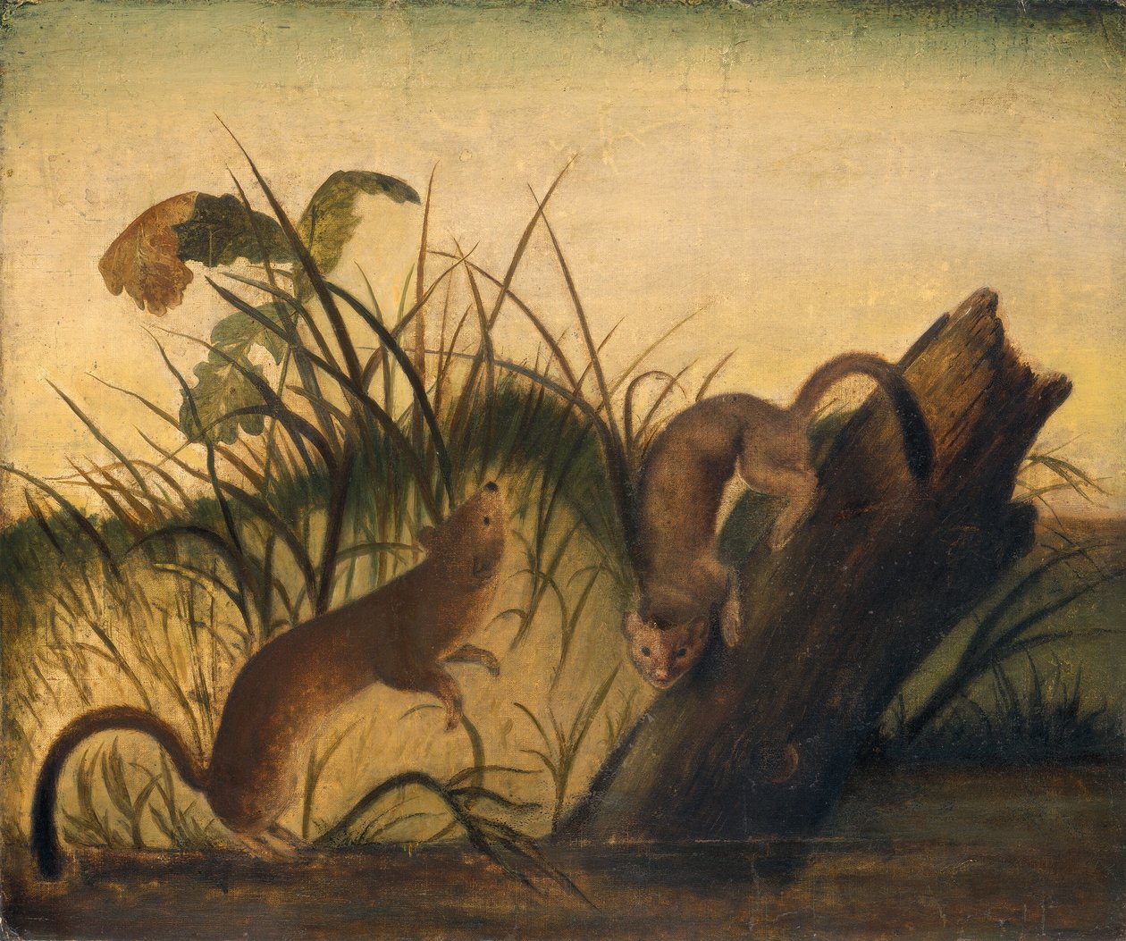 Uzun Kuyruklu Gelincik by Studio of John James Audubon